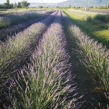 Dimora San Francesco