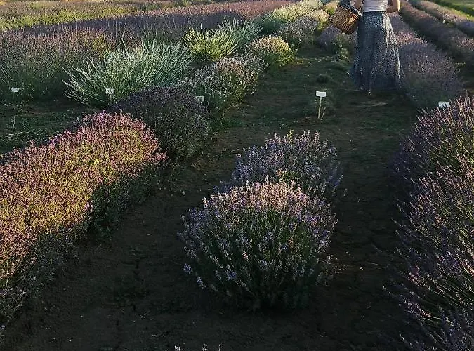 Dimora San Francesco Apartment